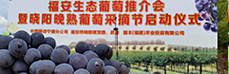 时令鲜果之国丰葡萄