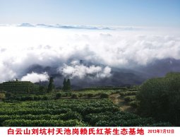寻茶正当季，清香是旧识