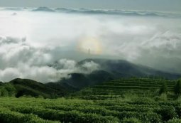 百年名茗 香飘海外 ——“赖氏红茶”的踏出国门之路