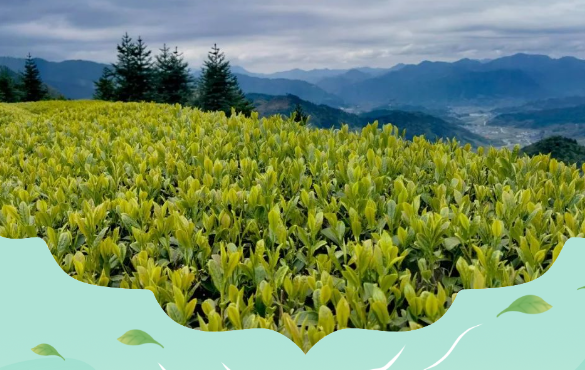 国丰诗词鉴赏 | 赖茶 · 禅语（五）