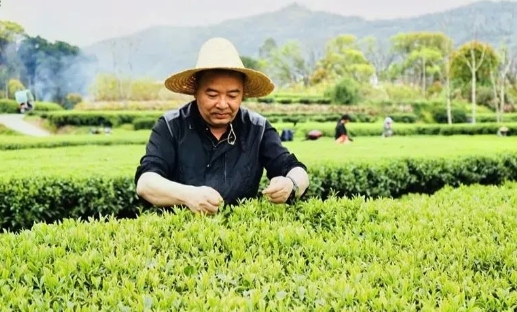 谷雨 | 一杯国丰红茶的春日礼赞