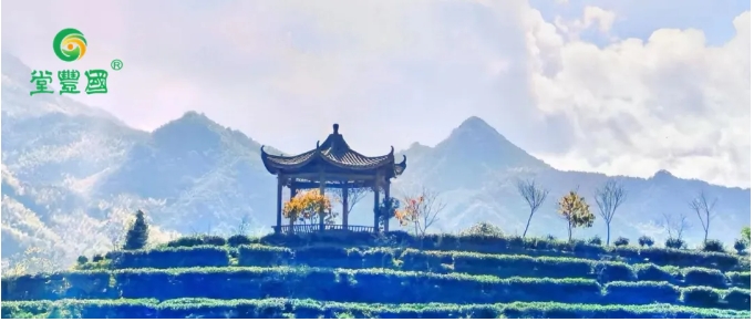 国丰红茶 | 以东方茶，会世界友